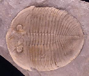 trilobite